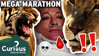 The World's DEADLIEST Predators, Caught On Camera!  | MEGA MARATHON | Curious?: Natural World