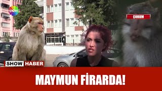 Firari Maymun Mahalleyi Ayağa Kaldırdı