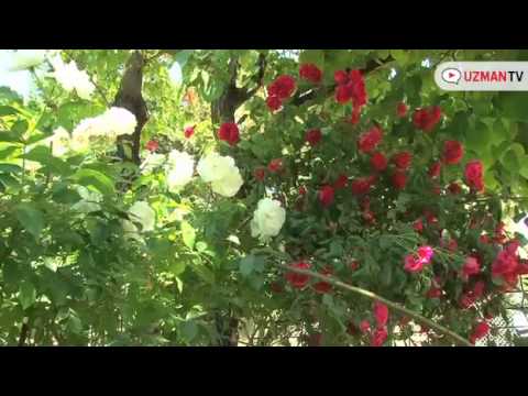 Video: Güllü Bir çiçek Bahçesi Düzenleme Yöntemleri