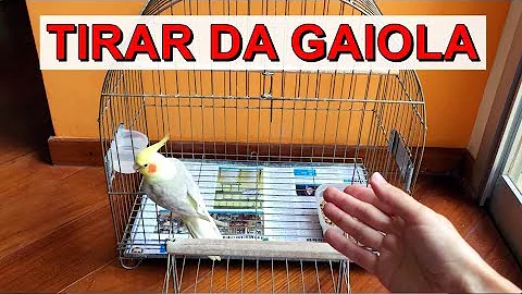 O que fazer pra calopsita sair da gaiola?