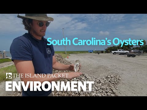 Marine Expert Shows How Lowcountry Oysters Differ From Gulf, Va Shellfish