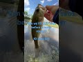 Can we do it?? #subscribe #fishing #dirtbiketricks #bassfishing #bass #bassfeatured #newsubscribers