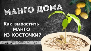 МАНГО ДОМА | Как вырастить манго из косточки?