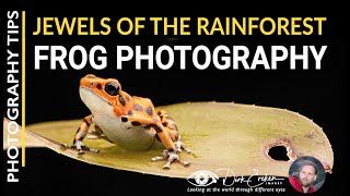 Jewels of the rain forest - frog photography