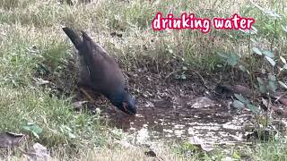 Birds Drinking water#mynadrinkingwater #myna #commonmyna #birdlover #yellowbeakbird #birdsvideo screenshot 5