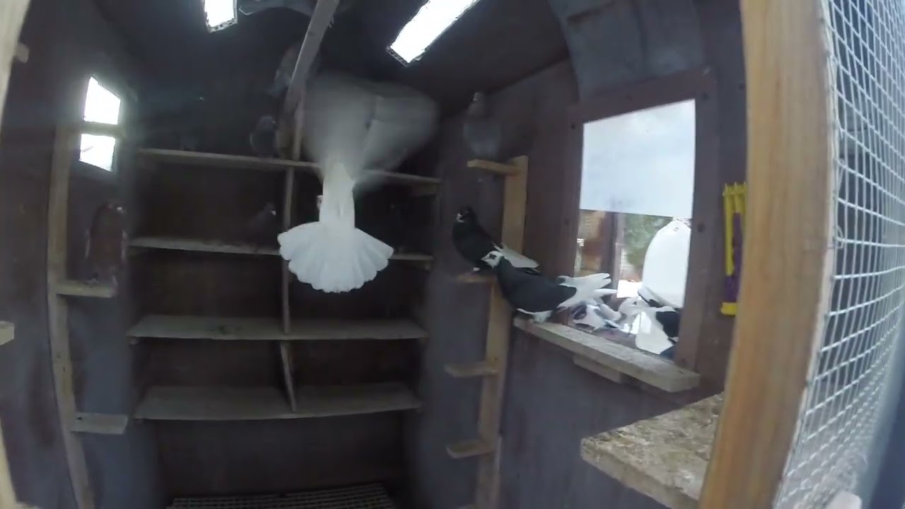 Update on birds and weather