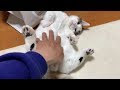 【お父さん目線】「お腹を撫でろ」と催促する子猫がかわいい