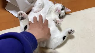 【お父さん目線】「お腹を撫でろ」と催促する子猫がかわいい