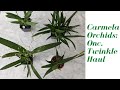 Oncidium Twinkle Haul!  | Carmela Orchids - Beautiful Orchids in Spike