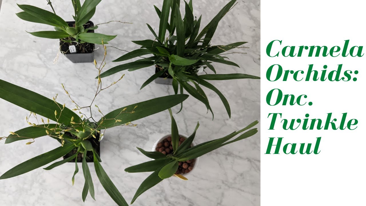 Oncidium Twinkle Haul!  | Carmela Orchids - Beautiful Orchids in Spike