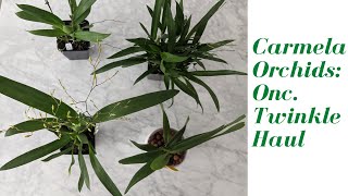 Oncidium Le Haul Carmela Orchids - Beautiful Orchids In Spike