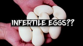 No Embryo, No Veins!  Whole Clutch of Sterile Ball Python Eggs