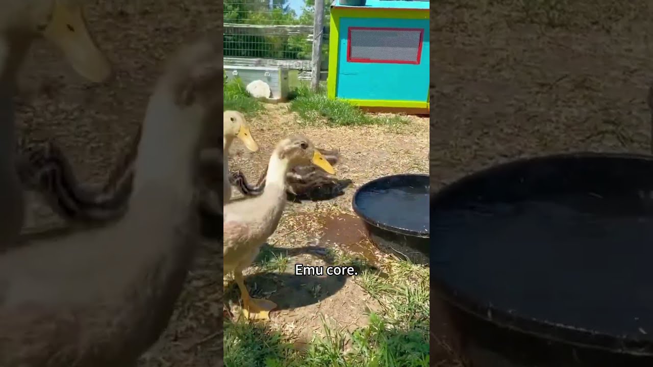 Funny Pets 2025 Emu Core Funnyanimals Animals