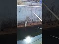 跳びすぎたトノサマガエル