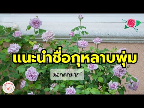 วีดีโอ: การดูแลไม้พุ่มดอกวูด: พุ่มไม้ดอกวูดประเภทต่างๆ