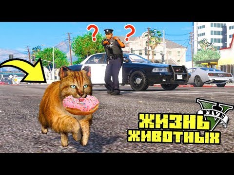 Рыжий кот гта 5