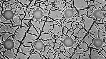 How to mass produce cell-sized robots