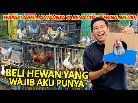 Beli Ayam Kate Di Pasar Jatinegara