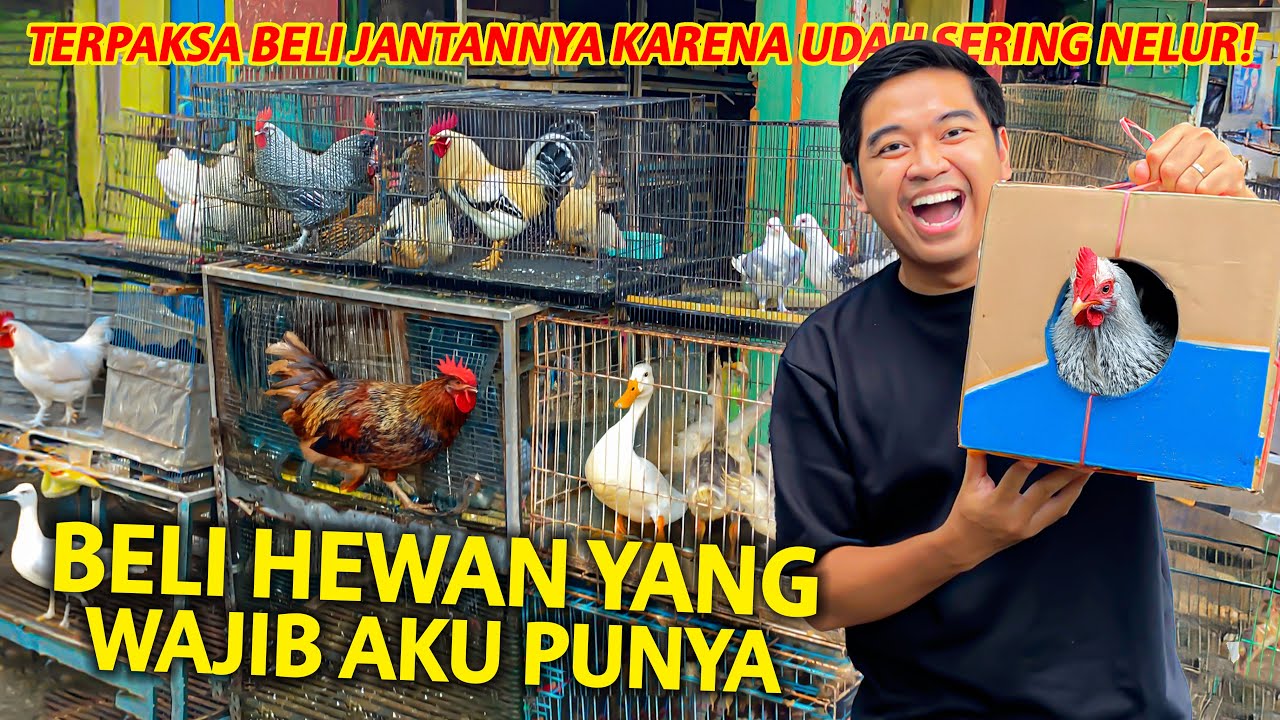 BELI HEWAN YANG WAJIB AKU PUNYA! TERPAKSA BELI KARENA BETINA DIRUMAH UDAH SERING BERTELUR!