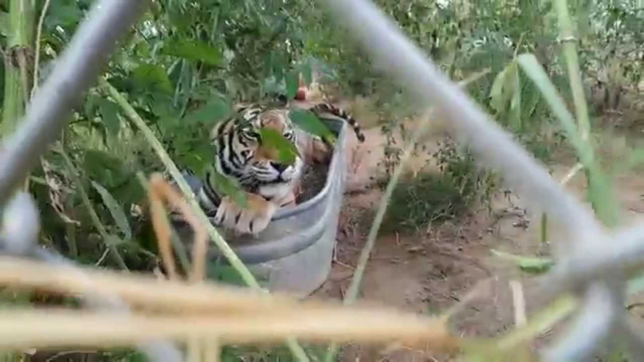 leopard print Pre-Proteins Madness! | BIG CATS EXCITED BEFORE FEEDING