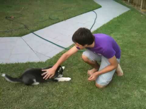 Siberian husky puppy training