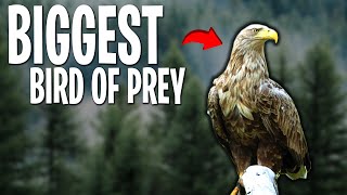 EAGLES In The UK? Here's Where To Find Them! | (Animal Anomalies)