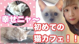全国の猫カフェ住所 ねこかふぇ所在地ｈｐ一覧リスト はじめてのネコカフェ 意味を動画や画像でｋｗｓｋ解説