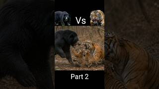 This Black Bear Accidentally Entered Tiger Territory—Now There's No Escape Part 2 🐻#shorts #animals