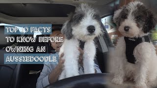 Top 10 Facts To Know Before Owning an Aussiedoodle