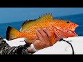 Giant strawberry groupers triggerfish yellowjacks and more