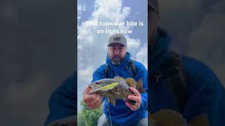 Top water Smallmouth on the Delaware River #fishing #delawareriver #bassfishing #smallmouth #nature