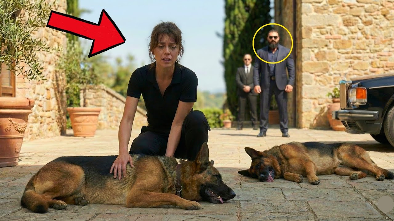 No One Could Save Mafia Boss's Dying German Shepherds — Until a Poor Waitress Did the Unthinkable