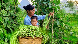 Hạnh phúc giản dị: Ngày lao động và lòng tri ân của Gia đình bên vườn đậu đũa