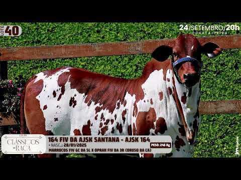LOTE 40   AJSK 164