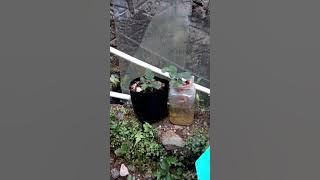 Menanam Strawberry sistim wick / sumbu