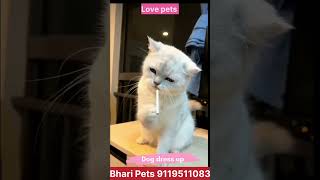 Mai Hoon Don Ll Cat Playing With Cigarette Ll Bhari Pets Ll भर पटस Ll Cat Funny Ll