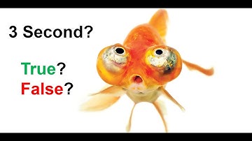 Goldfish Have 3 Second Memory! True or False?