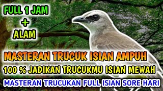 Masteran Trucukan Full Isian Alam 1 jam Ter Ampuh, 100% Jadikan Trucuk Isian mewah