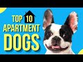 Top 10 Best Apartment Dogs ( Dog Breeds That Do Well In Apartment Living )