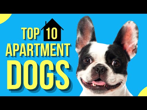 Vidéo: Les 10 meilleures races de chien pour les habitants de l'appartement