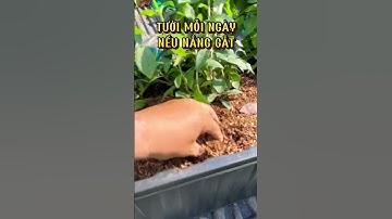 Chăm Sóc Cúc Tần Ấn Độ #cuctanando #caycuctanando #cúc_tần_ấn_độ #cayru #caybancong #caychenang