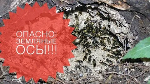 Земляные осы!Опасные насекомые на участке и как с ними бороться!