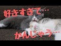 【ほんわか】愛があふれて妹の子猫を噛みまくる姉猫