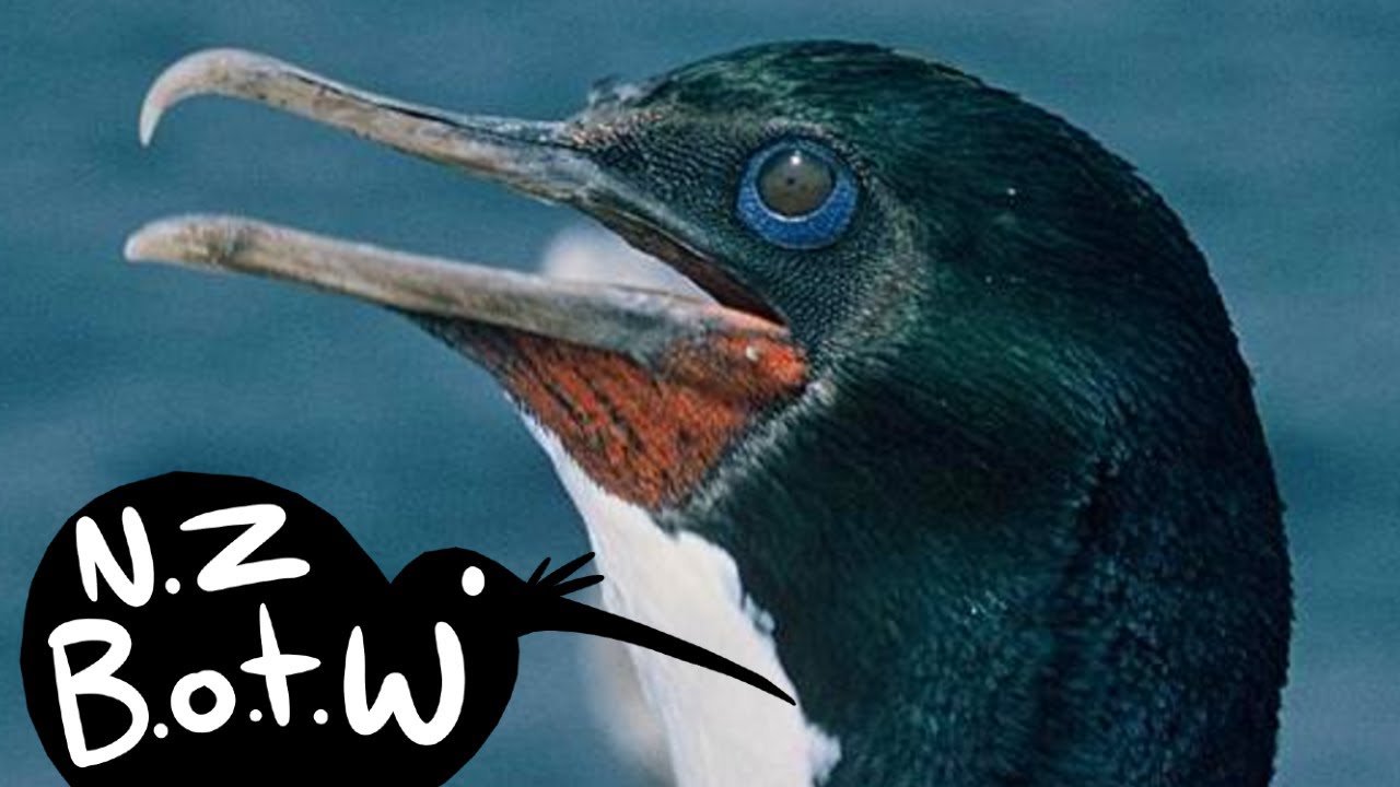 Stewart Island shag (Otago/Foveaux) - New Zealand Bird of the Week