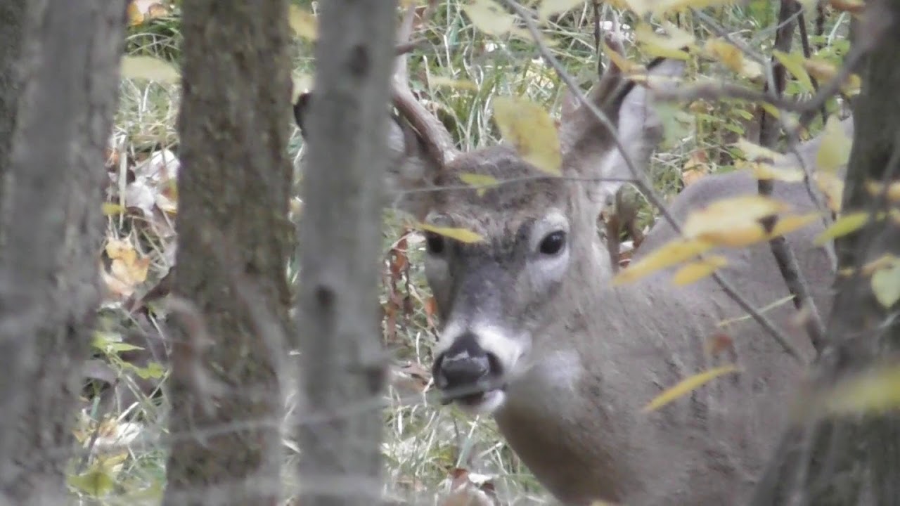 Michigan Archery Deer Season October 19th, 2019 YouTube