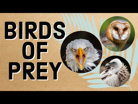 Видео: Махчин шувуу гэж юу вэ?