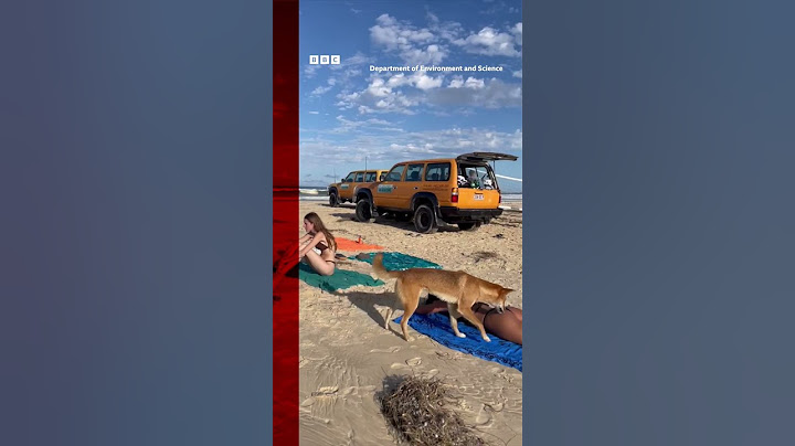 A woman was attacked by a dingo at a beach in Australia. #Shorts #Dingo #Australia #BBCNews
