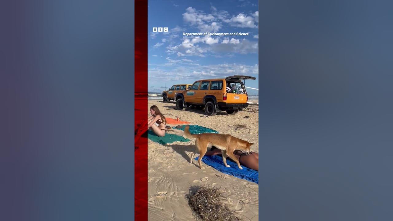 In rare attack, dingo repeatedly bites and holds girl underwater