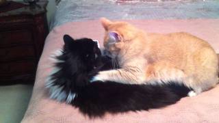 Elmo Cat Gives Tony Cat A Mage