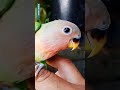 Rosey lovebird chick